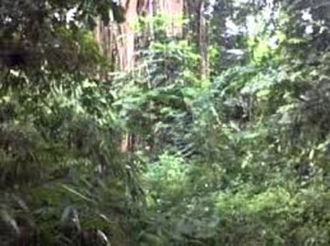 Desa Karang Panggung Usulkan Pembukaan Jalan Baru