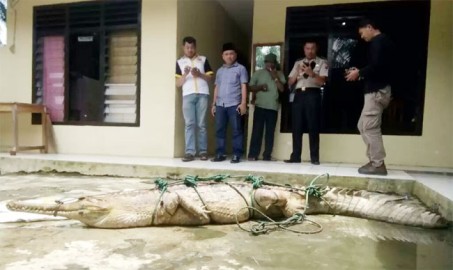 Warga Tangkap Buaya