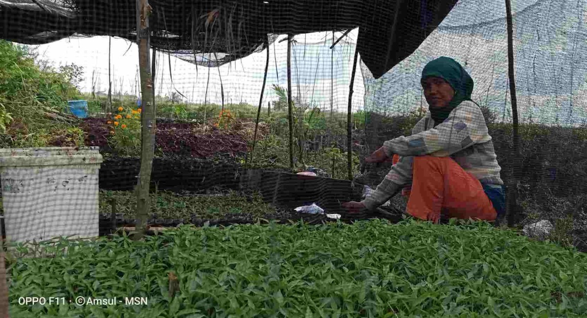 Hasil Cabai Desa Sukamana Dikirim Keluar Provinsi