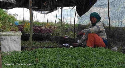 Hasil Cabai Desa Sukamana Dikirim Keluar Provinsi