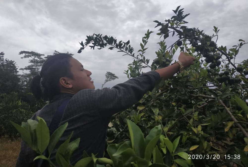 Potensi Jeruk Manis Suka Merindu