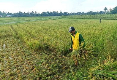 Hama Tikus Mengganas, Petani Terancam Gagal Panen
