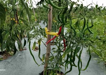 Cabai Keriting Primadona Sukamerindu