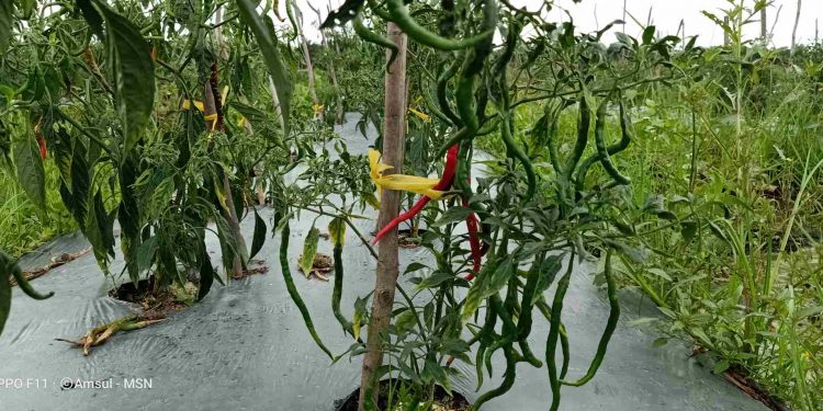 Cabai Keriting Primadona Sukamerindu