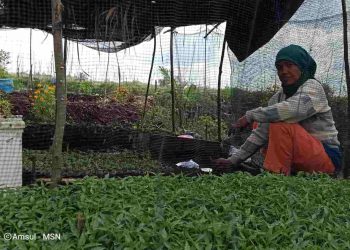 Hasil Cabai Desa Sukamana Dikirim Keluar Provinsi