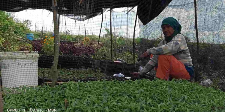 Hasil Cabai Desa Sukamana Dikirim Keluar Provinsi