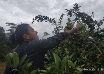 Potensi Jeruk Manis Suka Merindu