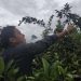 Potensi Jeruk Manis Suka Merindu