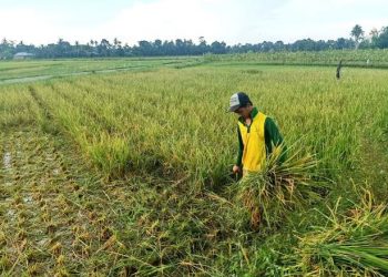Hama Tikus Mengganas, Petani Terancam Gagal Panen