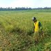 Hama Tikus Mengganas, Petani Terancam Gagal Panen