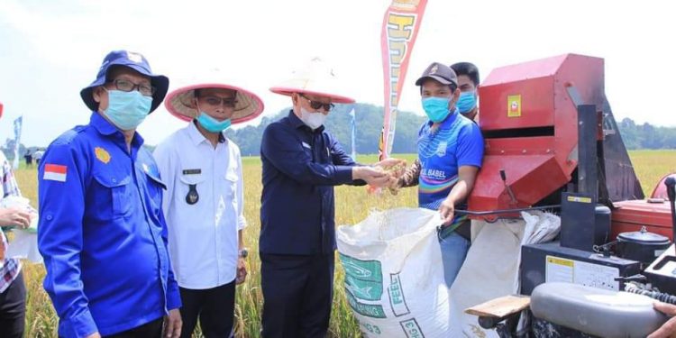 Hasil Panen di Bukit Langkap Meningkat