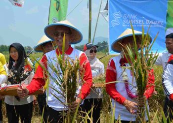 Surplus Beras di Musi Rawas Terus Meningkat