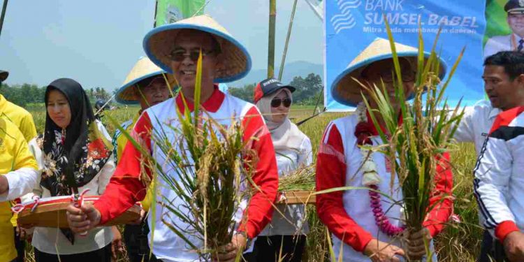 Surplus Beras di Musi Rawas Terus Meningkat