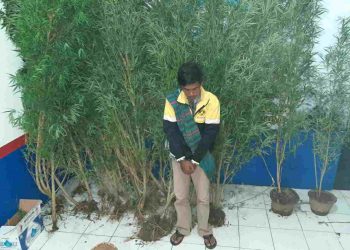 Polres Rejang Lebong Amankan 36 Pohon Ganja
