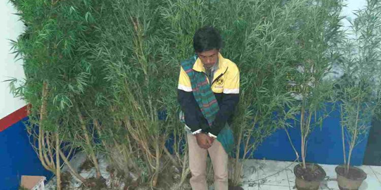 Polres Rejang Lebong Amankan 36 Pohon Ganja