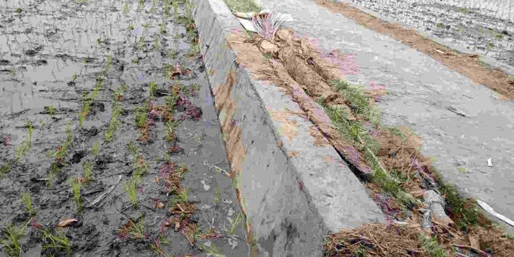 Tinggi Pembangunan Talud Desa Rejosari Diduga Bervariasi