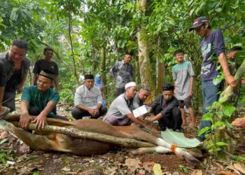Firli Bahuri Salurkan Hewan Kurban di Lubuklinggau