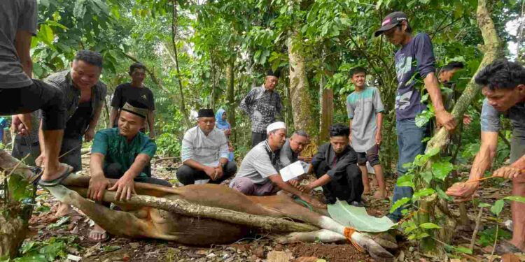 Firli Bahuri Salurkan Hewan Kurban di Lubuklinggau